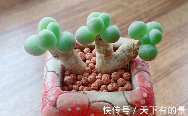 把多肉养绿很容易,但是能绿得这么漂亮的真是太难了,太喜欢了