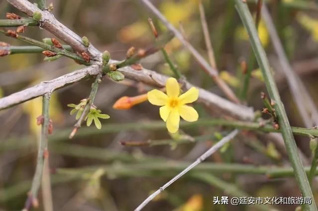 春有约，花不误，年年岁岁不相负--芳菲四月，黄陵花开，等你相遇~