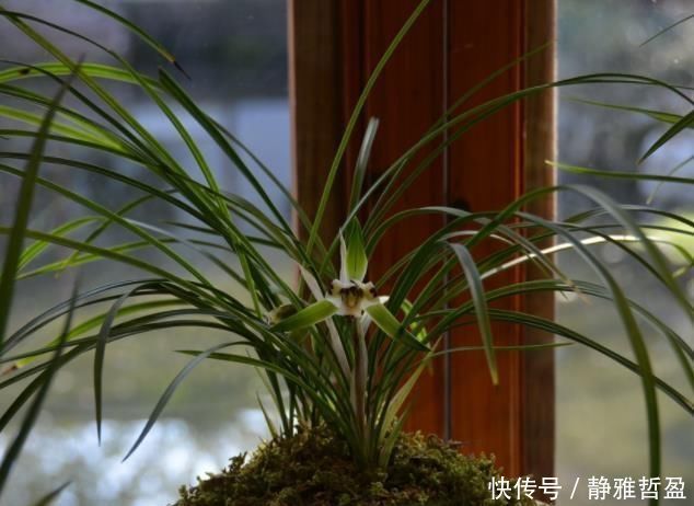 6月养兰花,多用“一种壳”,20天后蹿花苞,开一次爆一次