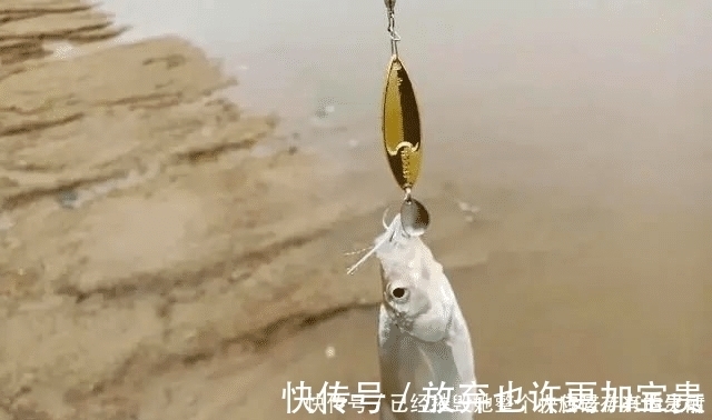 小鱼|长江该禁止钓鱼一男子长江“疯钓”野生白鱼,引网友怒怼