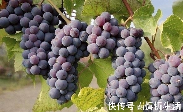 血管|它是食物中的“阿司匹林”,没事多吃点,让血管“干净如新”