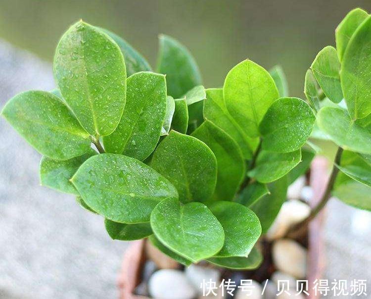 冬季金钱树黄叶不知道怎么办，试试这些办法，保准绿的流油