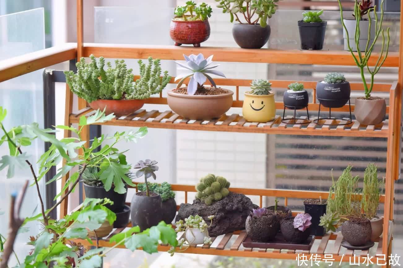 电视柜|家庭养花:室内盆栽别摆太满,不然问题多多