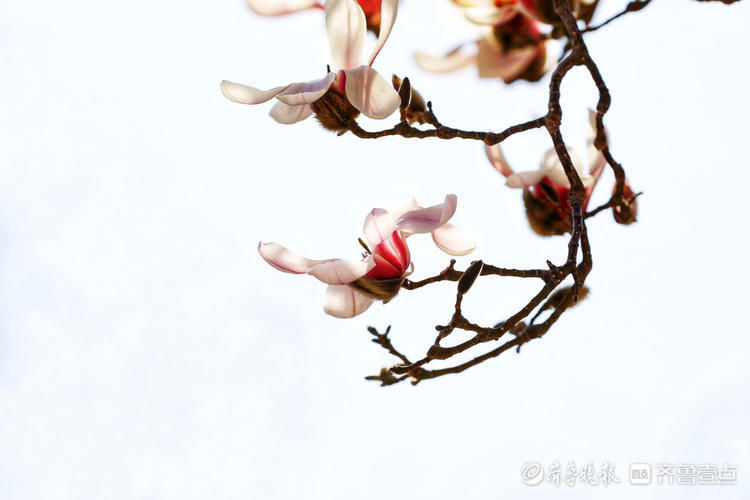 好美的玉兰花！济南趵突泉玉兰花姿态秀丽优雅绽放啦|情报站| 好美的玉兰花！济南趵突泉玉兰花姿态秀丽优雅绽放啦\＂,\＂i12\＂:\＂情报站