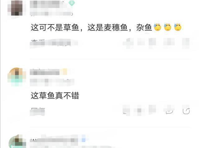 鱼盲钓了一百多条小草鱼,回家准备养起来,却成了村里的笑话