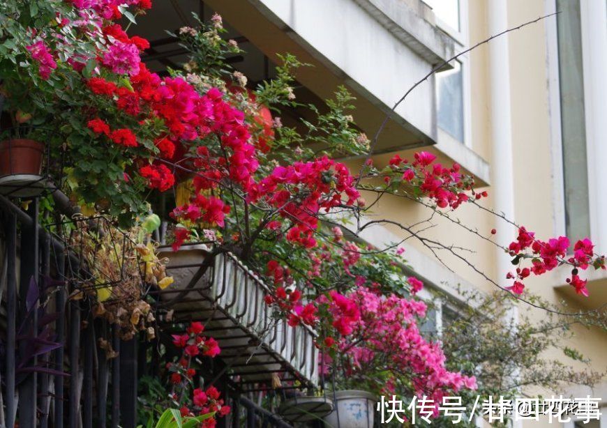 浇水|学会3个小技巧，不用控水，三角梅依然爆花，一茬接一茬