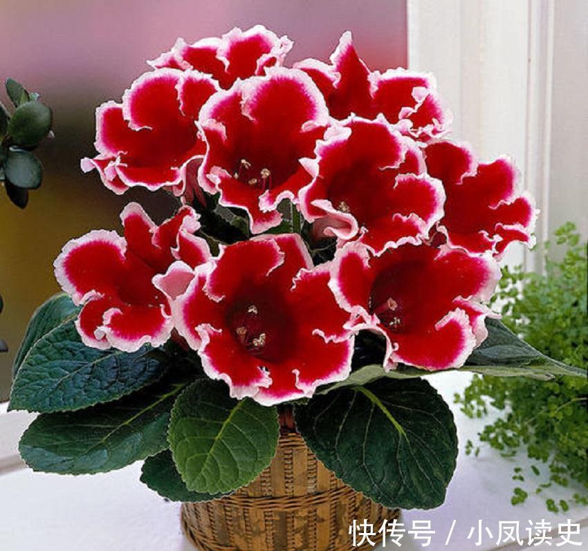 6种“富贵花”天生怕晒，客厅没光照，照样开满花，吉利旺家