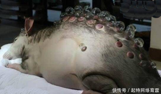 切尔诺贝利|真相:切尔诺贝利巨鼠究竟是谣传还是确实存在?三个疑点,假的!