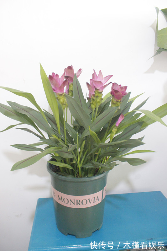 此花是世界名花，花朵超漂亮，花期长，养护简单，室内盆栽也可以