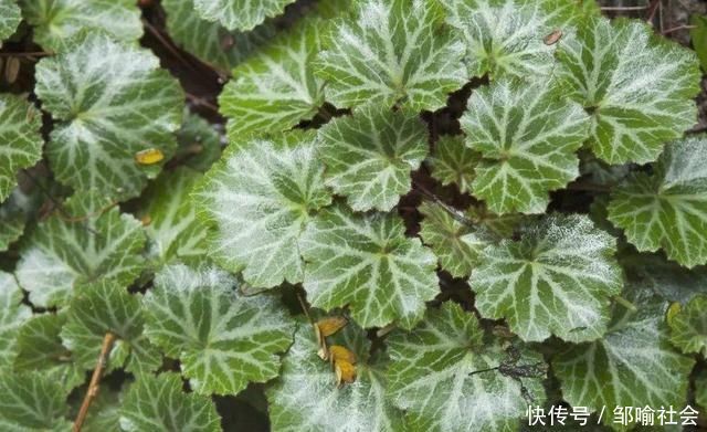 有种小野草能开花，盆植无光也能活，可爱却很霸气