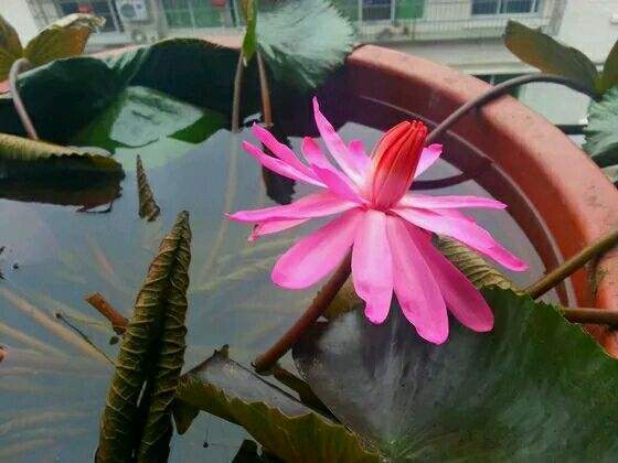 在家里怎么养睡莲一个破盆就够了,开花比头还大!