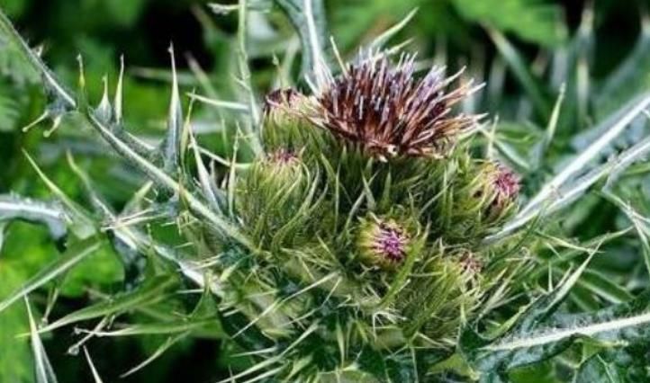 鄉(xiāng)下野外不起眼的野菜，渾身是刺也全是寶，城里人花錢也買不到！