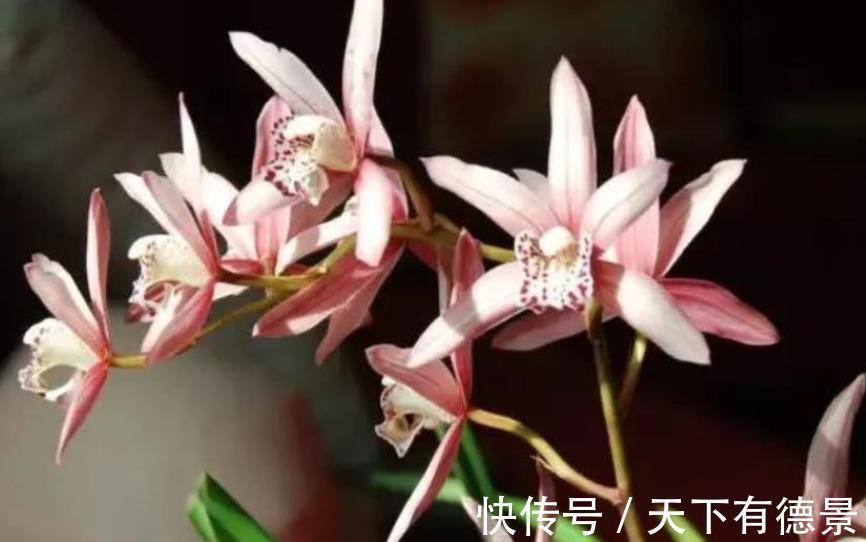 兰花|入秋后养兰花，2件事不能偷懒，不然长势差不开花