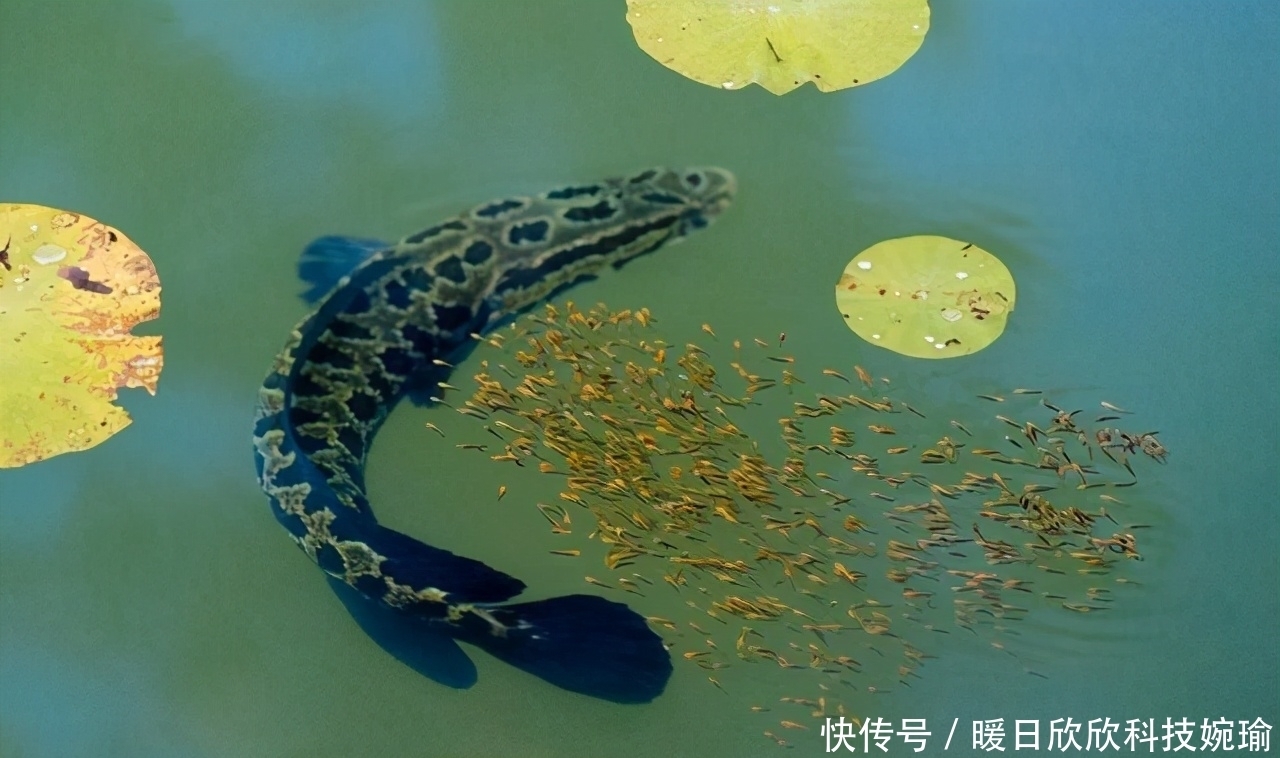 初夏钓黑鱼黄金季,手竿已钓数十条,攻略技巧分享