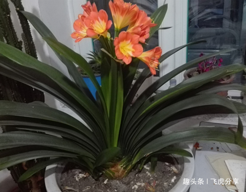 君子兰、长寿花、蟹爪兰长叶不开花,几个小方法30天狂冒花苞