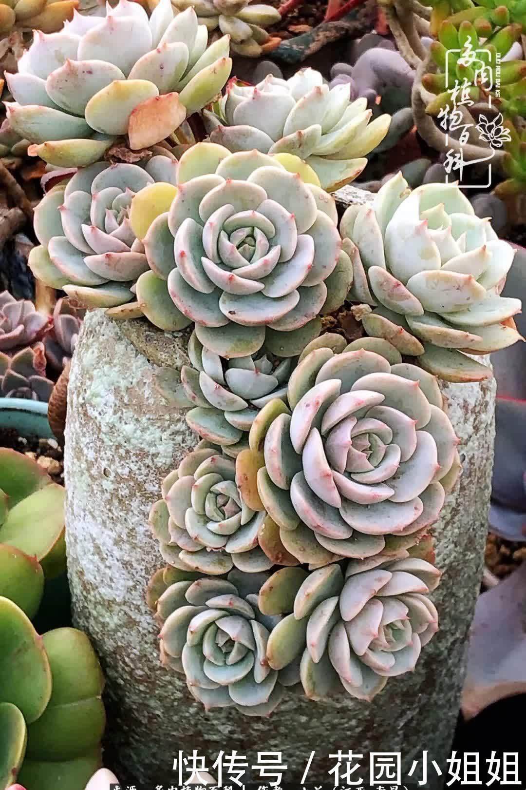 我的多肉宝宝美图，愿能给大家带来一丝轻松与愉悦！
