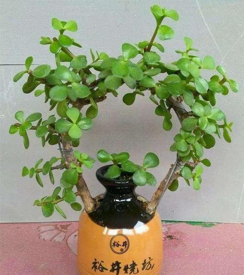 养花|除了花盆之外,这些东西也是绝佳的养花神器,你用过吗?