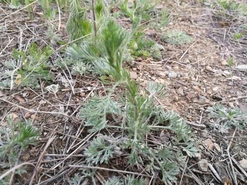 种浓郁|二月最鲜的野菜,蒸着吃超美味,泡酒喝是一绝