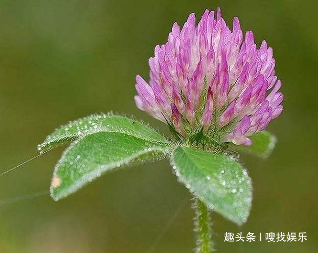 紫红色|此花花姿妖娆，浓郁的芳香沁人心脾，绚丽的花色格外夺目动人