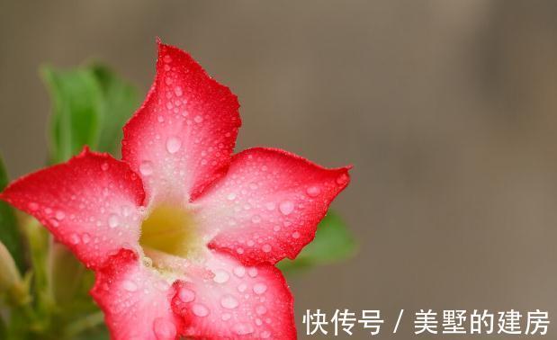 旱鸭子|5种“旱鸭子”花,容易被浇死,越不搭理长得越好,勤快人养不好