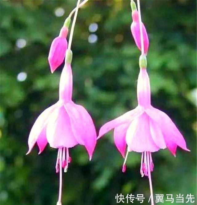 别养长寿花君子兰了，室内养花就选它，四季开花，过年挂满红灯笼