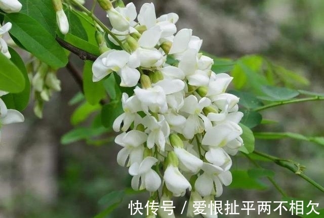 自然界中有些植物的“花序”为什么不尽相同,其中有什么秘密?