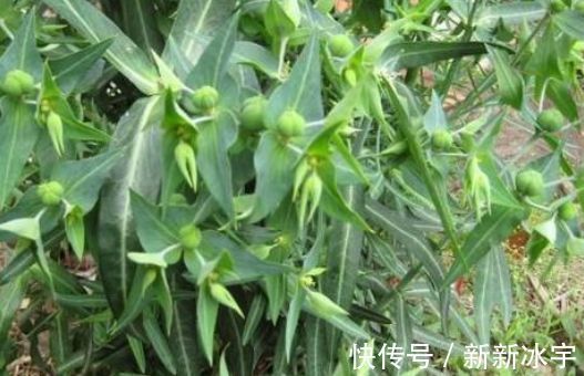 药用价值|农村价值千金的“野南瓜”随处可见,医学者视为珍宝,能治顽癣