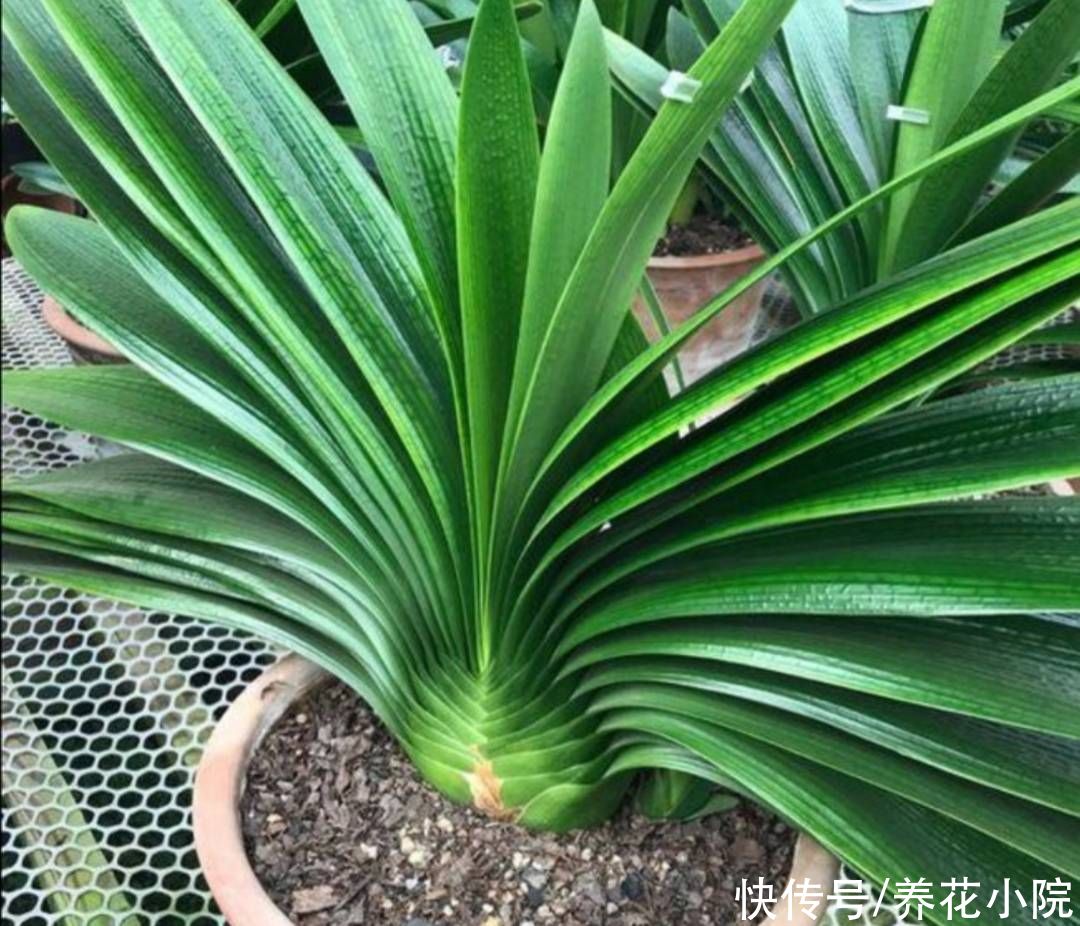 君子兰|6种花怕水涝，浇水太勤总也养不好，不是烂根就是黄叶