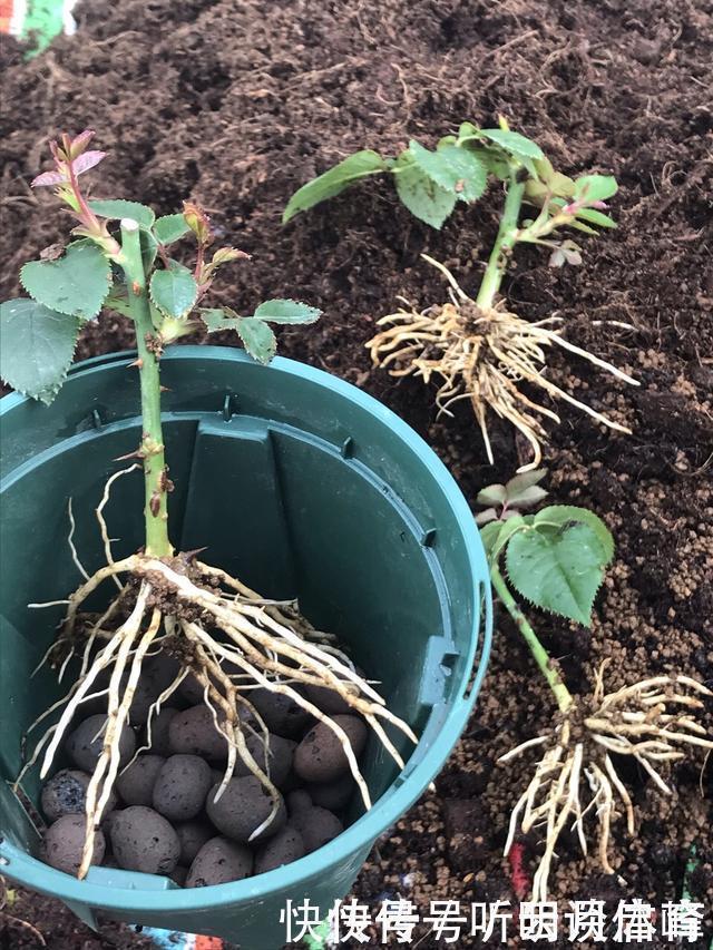 基部|扦插月季不生根?用这捂一捂,过几天“冒白根”,变成月季大户