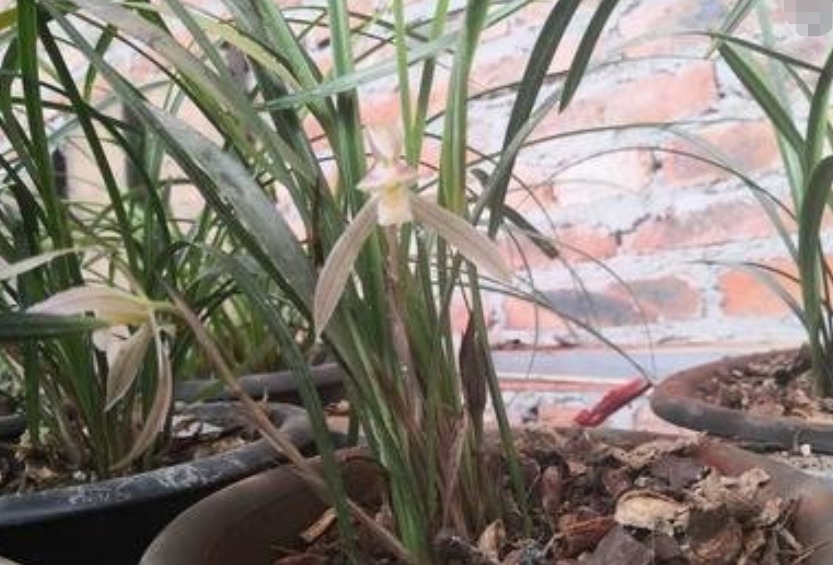 养花小经验出现烂根只需“2合适4补救”，轻松爆盆！