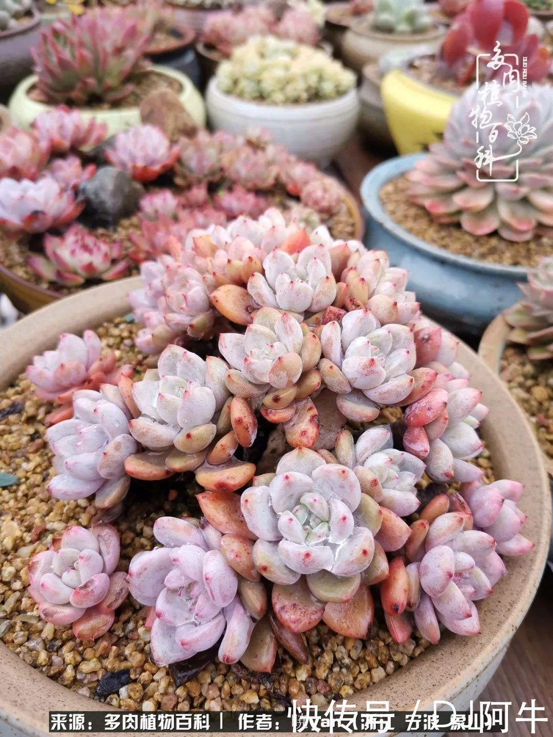 入多肉坑八年,始于初心,一切但求无愧于心