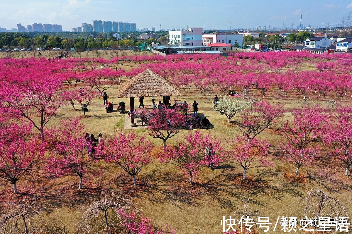 花海|宁波赏梅地，梅开成海，首选一二三