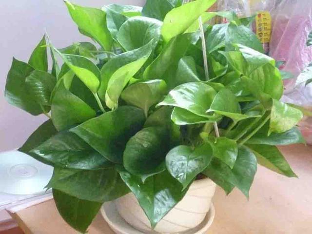 顺序|养绿萝,按照顺序“4步走”,做对了30天爆盆,从不黄叶