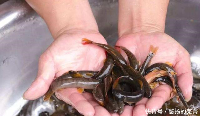 特色菜|此鱼十几年前小溪里随处可见，长得很像泥鳅，如今很难看到野生的！