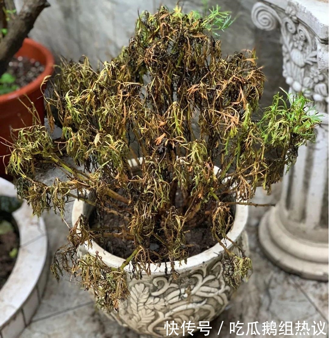 种花|9种花,夏天休眠了,一定少浇水,否则越浇越死