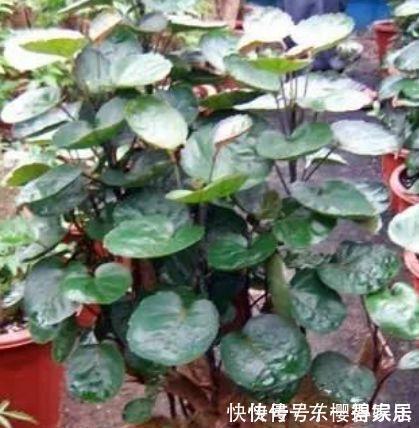 君子兰|养花就养4种花，家里养一盆，日子红火财运滚滚，好看极了