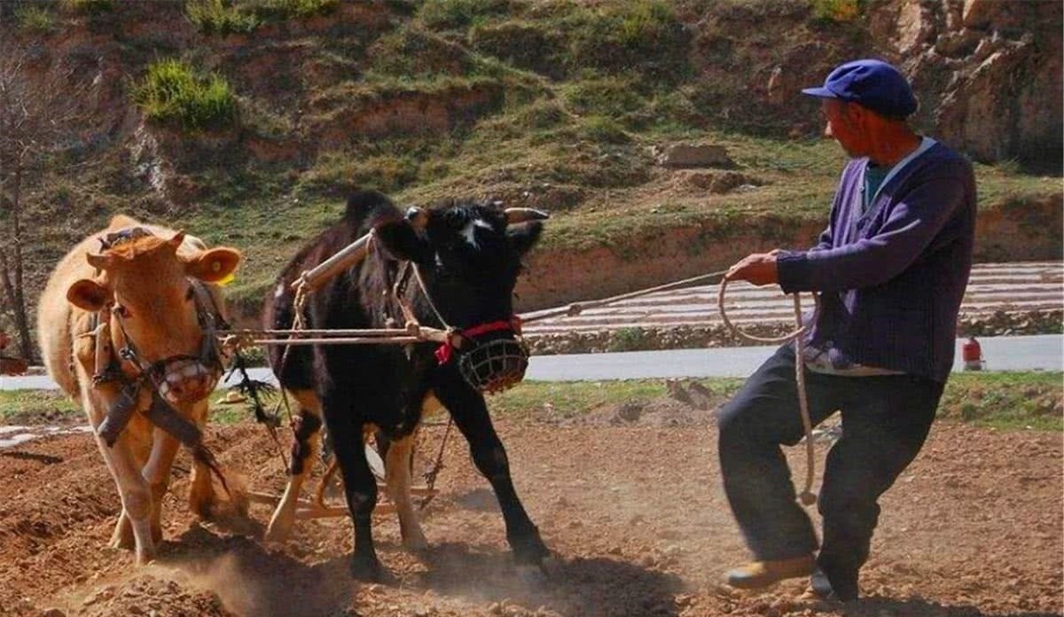 门当户对|俗语:宁愿邻居养条牛,不愿邻居出诸侯,啥意思?老话说透了人性