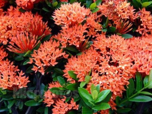 养花试试这几款，花朵娇媚妖娆，浪漫迷人