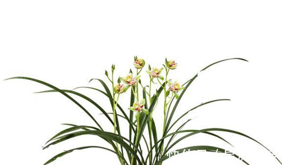 老大爷“养兰花”有妙招,“烂根”的照样冒新根、发新芽,快看看