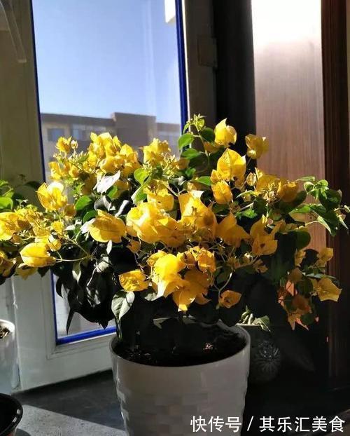 做到这点,三角梅开花不断,花大色艳,花期长