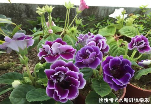 叶绿花艳|此款耐阴花,家里采光弱也能养,花期长达半年,一朵能开20天!