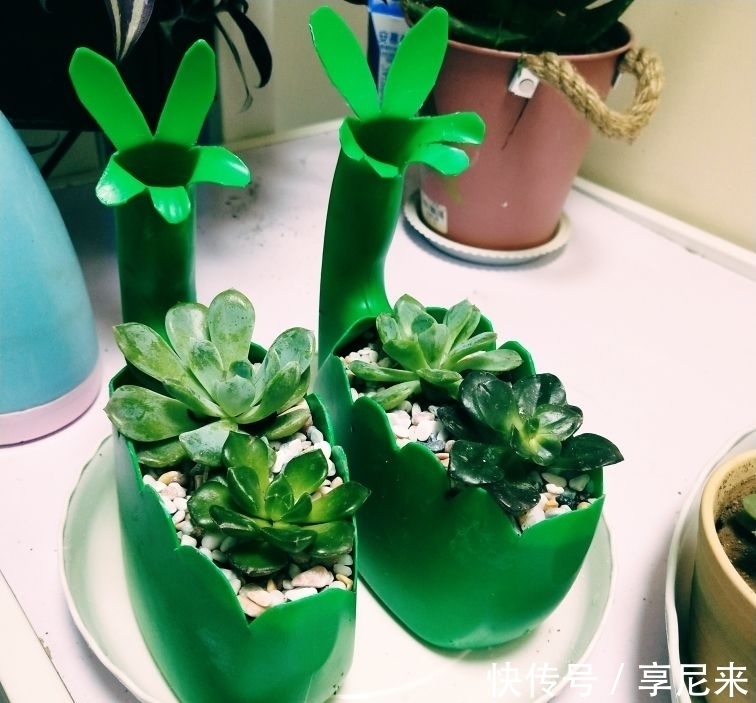 家里的垃圾别丢掉,拿来种多肉,省下一大笔钱