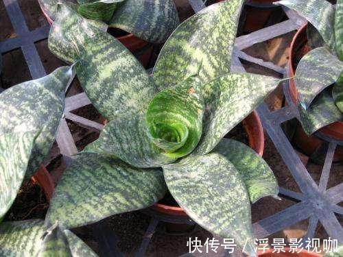 虎皮兰也要加餐,盆里掺上它,呼呼长成“大高个”!