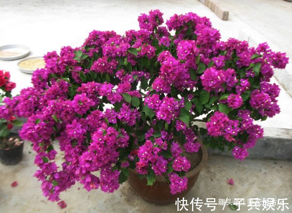 三角梅不开花用5个小方法成功促花,开花“爆盆”满枝头