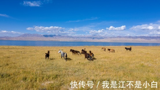 大天鹅|上帝的最后一滴眼泪—都兰湖国家湿地公园