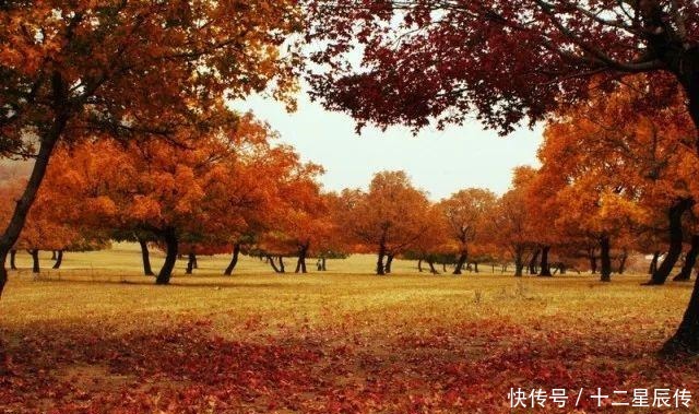 推荐丨枫叶流丹映霞红 行于画间好风景