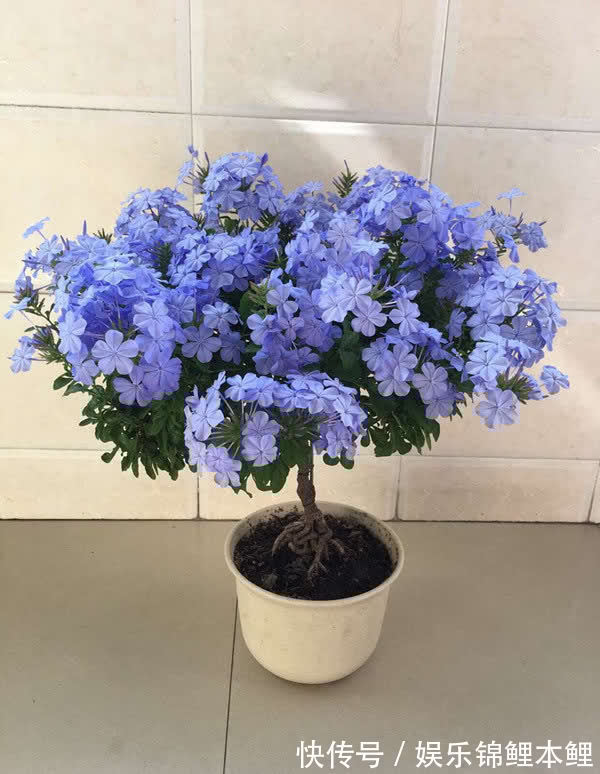 哪些花卉适合秋季盆栽,开花美、好管理?这4款首当其冲,值得