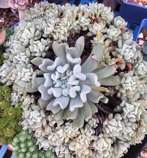 4种多肉，容易繁殖，一盆变多盆，下个“养肉大户”就是你