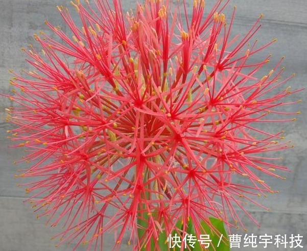 喜欢养花,不如养盆网球花,花色艳丽,花开密集四射如球,特别美