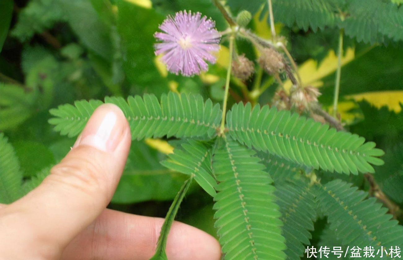 夜来香|你养的花，可能是“毒花”，盘点8种常见毒花